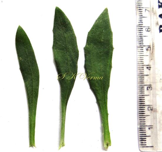  Leaves